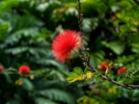 Rote Blüte an Persischem Seide Baum - Bot. Garten Victoria - Mahé